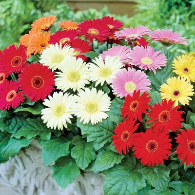 gerbera importada sortida sementes flor p mudas r 20 00 em