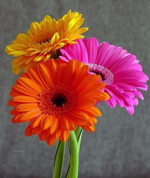 gerberas plantas exteriores con flores s 25 00 en mercado libre