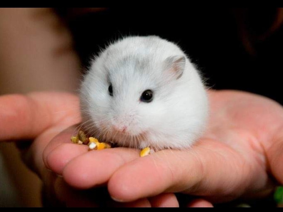 Hamster Ruso 15.000 en Mercado Libre