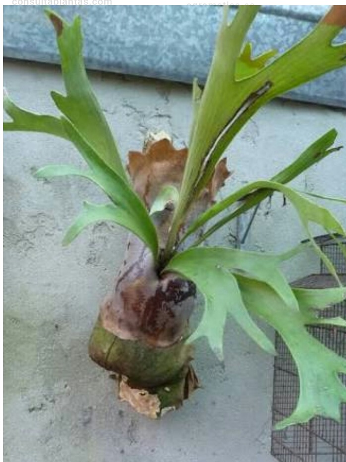 cuerno de alce planta cuerno de alce planta