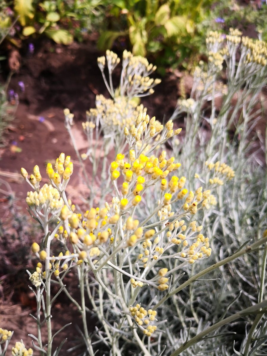 Semillas de Siempreviva del Monte 60 Semillas de Helichrysum Italicum  Hierbas Jardín 