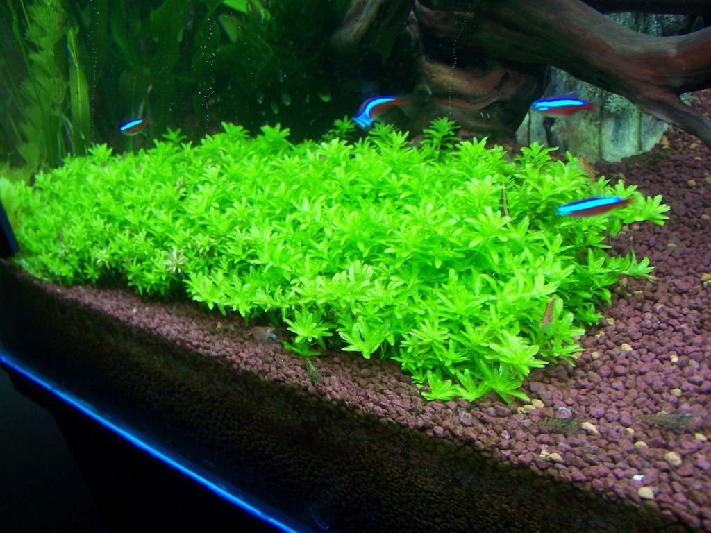 Hemianthus Micranthemoides Planta Para Aquario. - R$ 10,00 