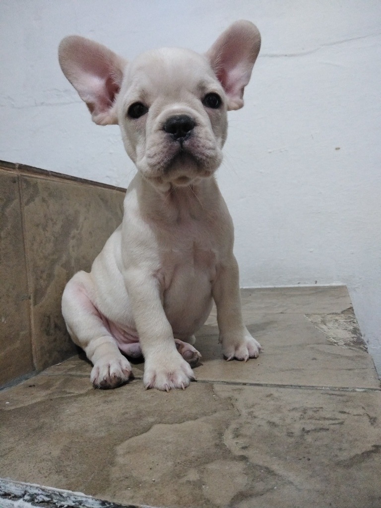 Hermoso Cachorro Bulldog Francés Fawn Color Crema