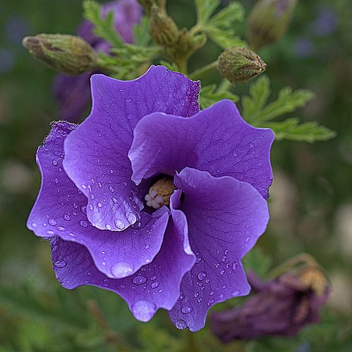 Resultado de imagem para flor lilás