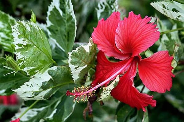 Mudas Ornamentais e Arbustos - Frutabella