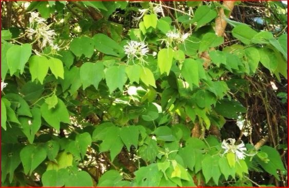 Hojas Planta Pata De Vaca Bauhinia Divaricata Envio Gratis