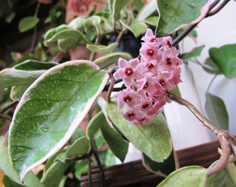 Hoya Carnosa Variegata Flor De Cera Planta Grande No Esqueje