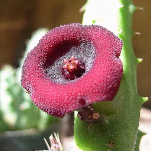 Huernia Schneideriana Suculenta Mudas Flor Estrela Stapelia