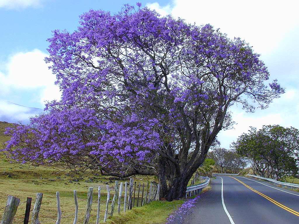 Resultado de imagem para Jacarandá.