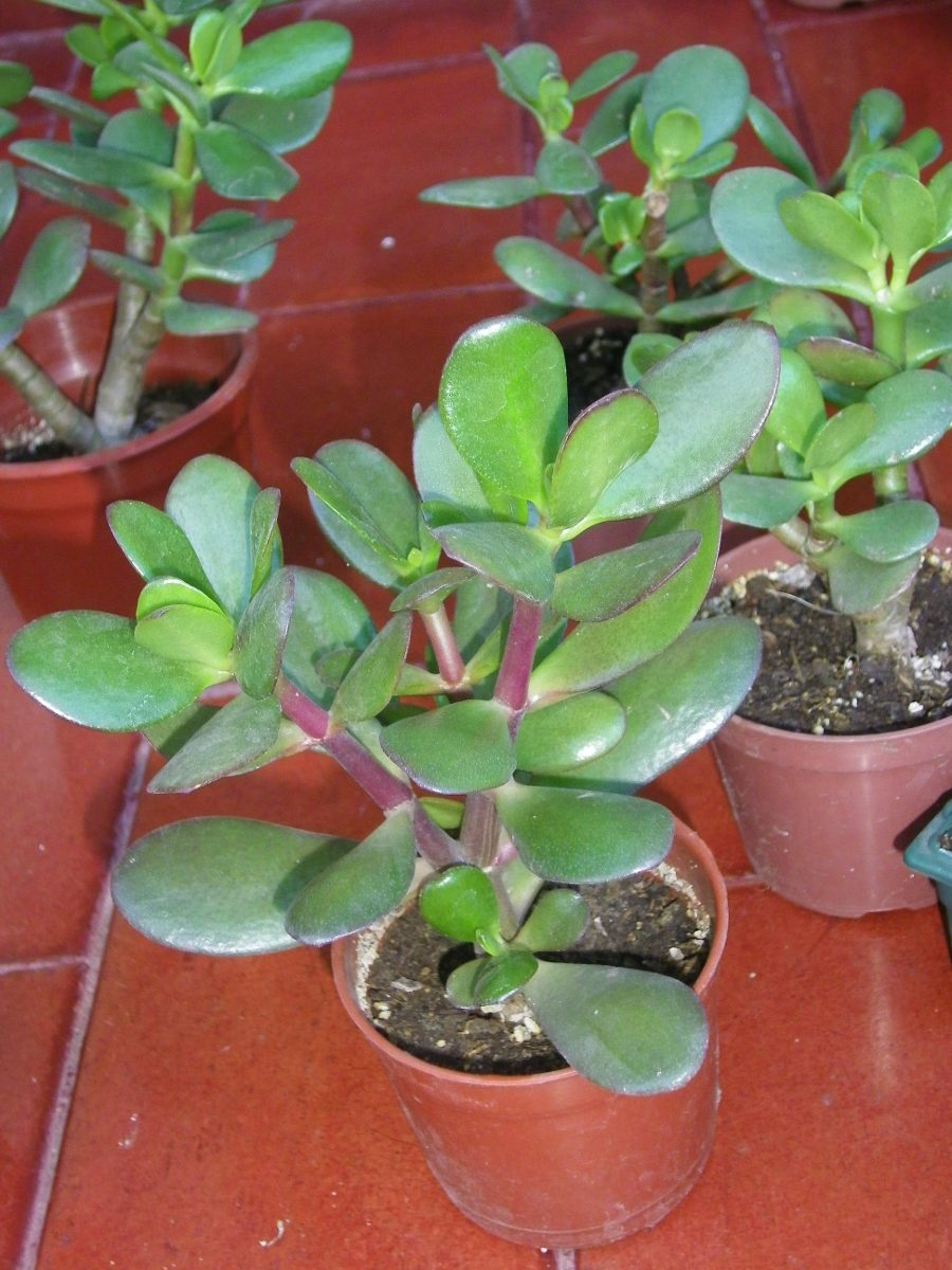 planta de la abundancia