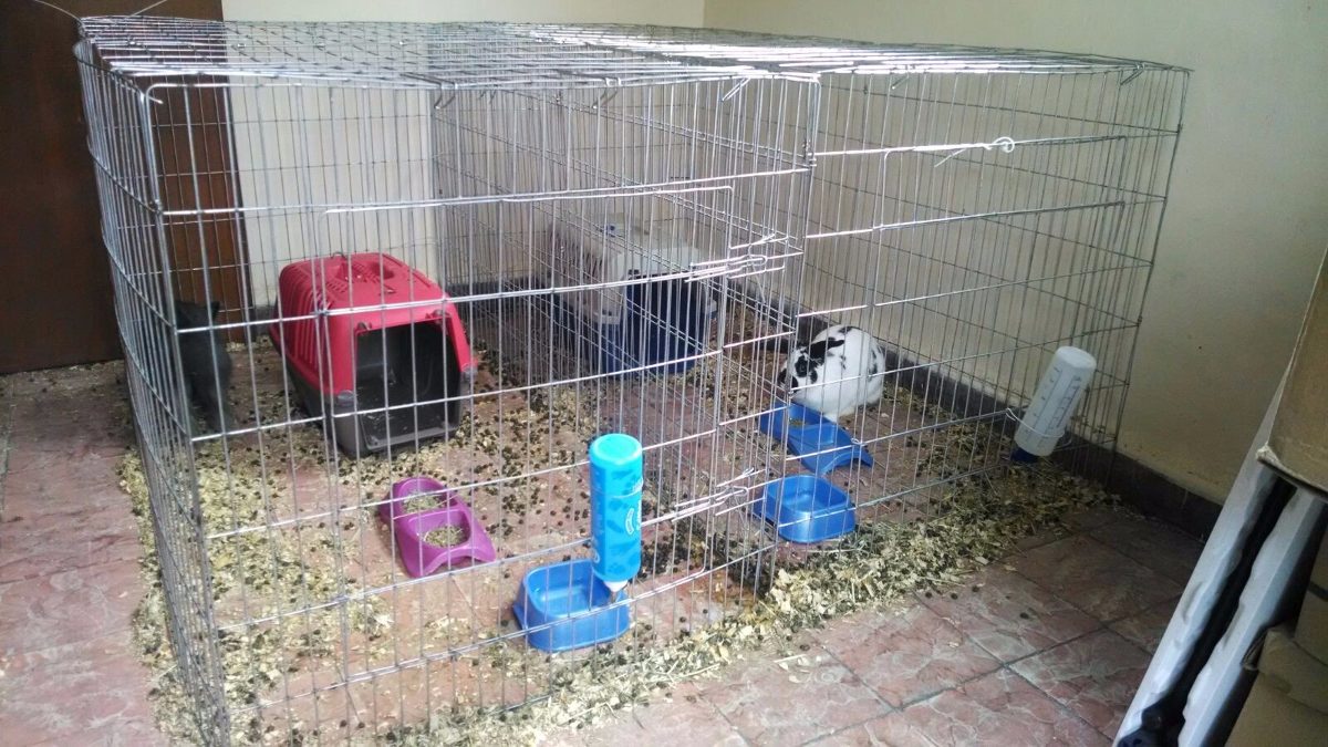 Jaula Corral Para Conejos Con Techo 60cm Alto 1.2mt Largo - $ 488.00 en