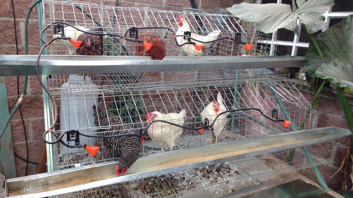 Jaula Gallinas Equipada Ponedoras 160 Cm - $ 749.00 en Mercado Libre