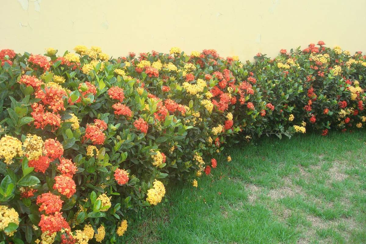 plantas para jardim cerca viva , Ideal Para Cerca Viva Lindas Plantas plantas para jardim cerca viva , Ideal Para Cerca Viva Lindas Plantas
