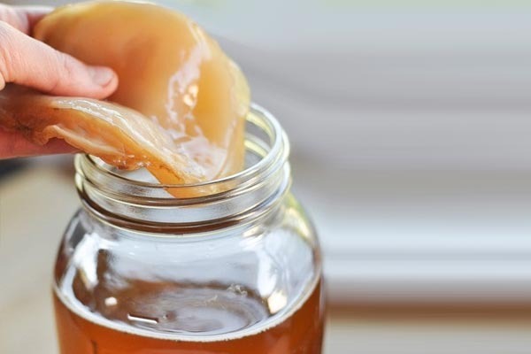 Kombucha Scoby (orgânico) Cultura Probiótica + Brindes - R$ 49,90 ...