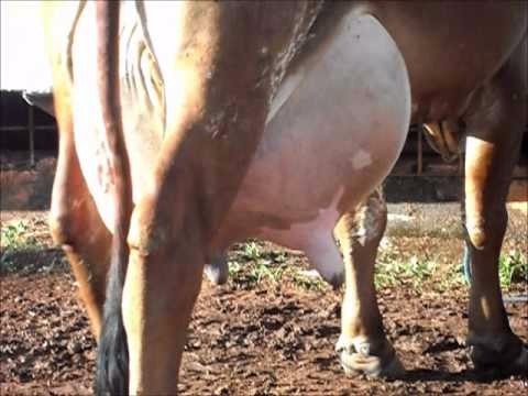 lactotex-plus-nucleo-para-vaca-leiteira-