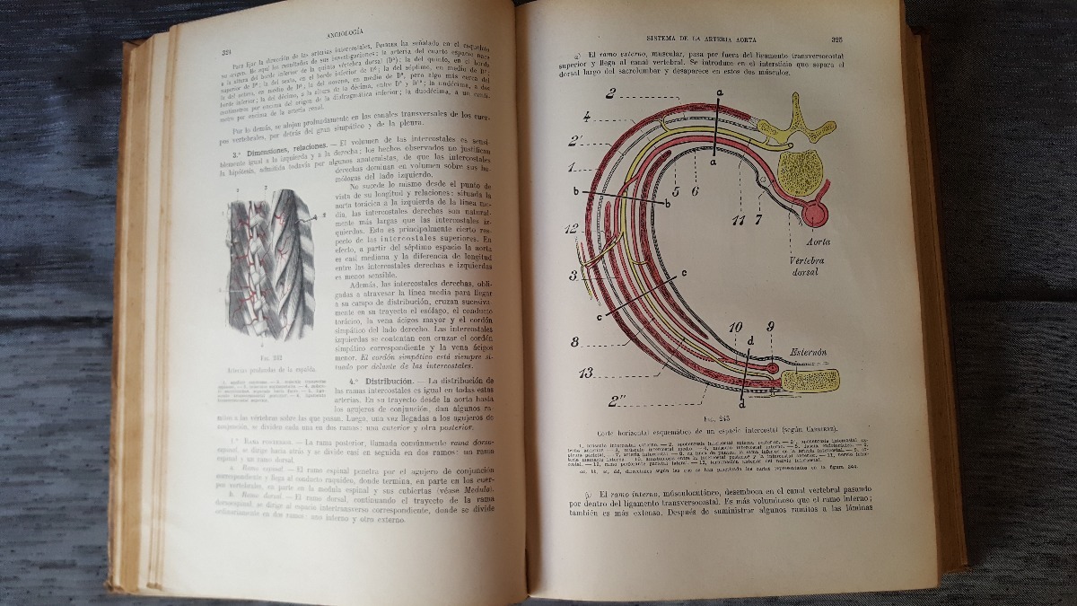 testut anatomia
