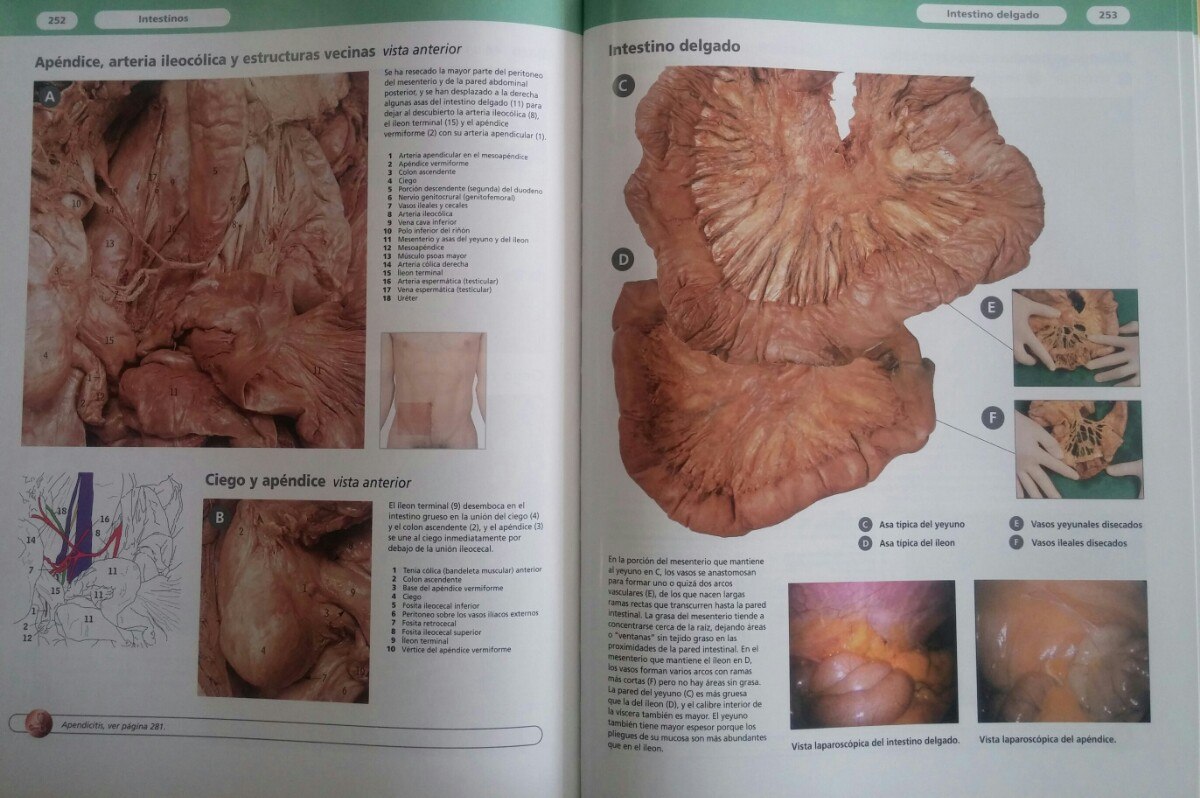 Atlas da anatomia humana pdf