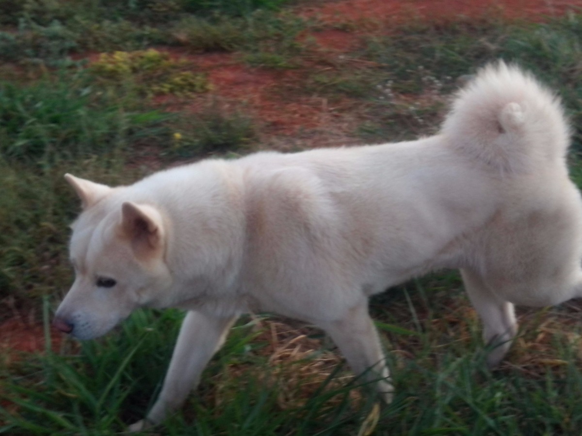 Akita amarelo Akita amarelo