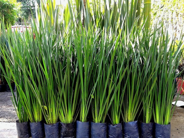 PLANTAE | Lirio Persa - $ 28.00