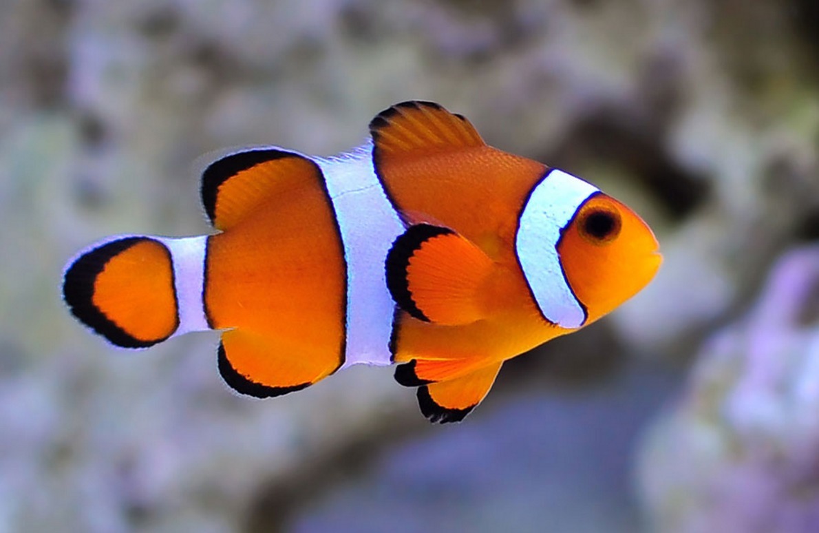 Resultado de imagem para peixe palhaco