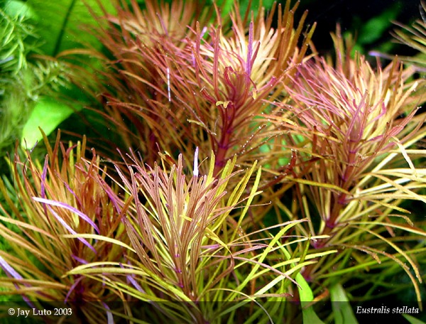 ludwigia inclinata var verticillata