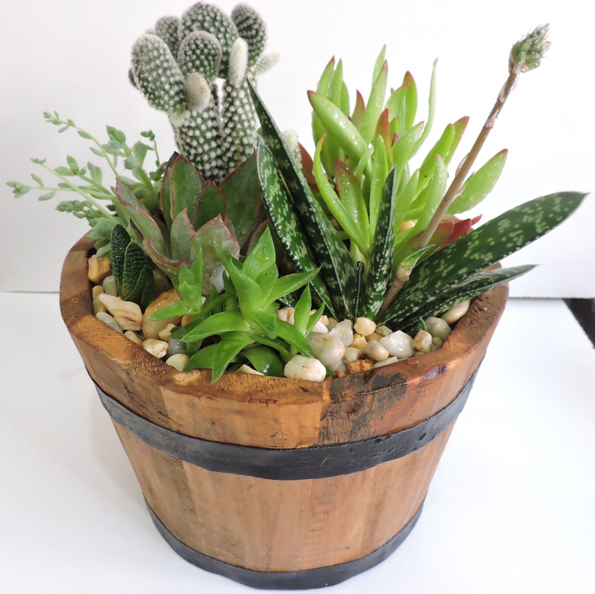como decorar plantas con macetas maceta de madera con plantas suculentas o cactus 250 como decorar plantas con macetas maceta de madera con plantas suculentas o cactus 250