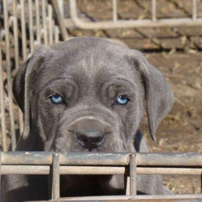 Macho Cane Corso Para Servicio Con Experiencia Perros En Mercado