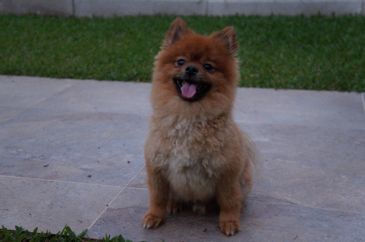 Cute Pomerania Lulu Adulto