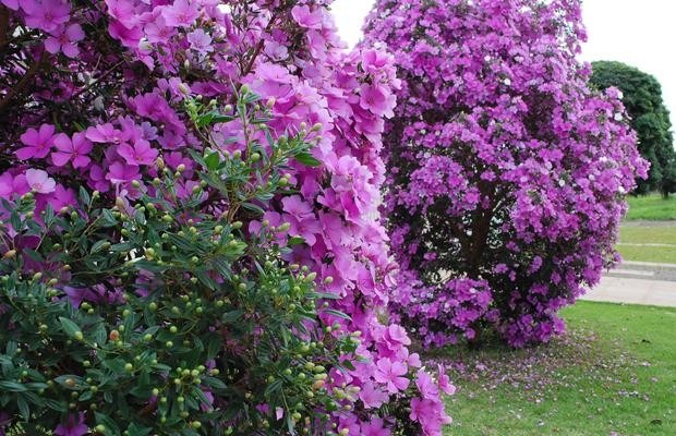 manaca-tibouchina-mutabilis-sementes-de-flor-para-mudas-D_NQ_NP_757301-MLB20306941890_052015-F.jpg