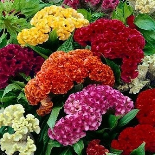 Mano De León Mix 15 Semillas Celosia Argentea Sdqro2 49 00 En Mix 15 Semillas Celosia Argentea Sdqro2