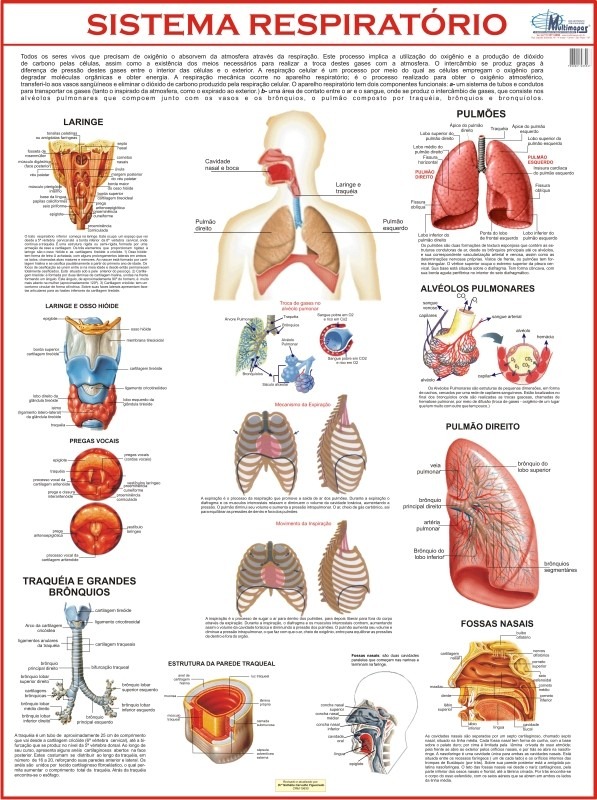 Livro de anatomia medicina