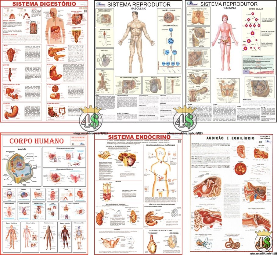 Anatomia e fisiologia da lingua