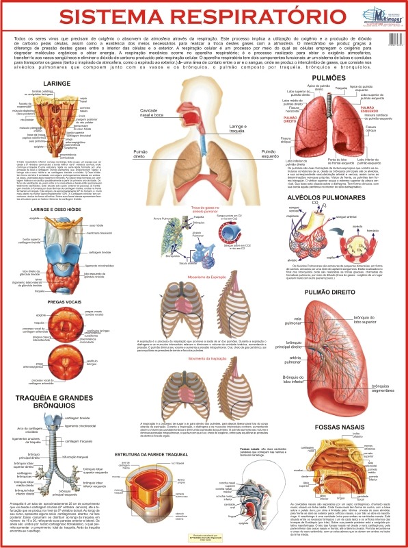 Anatomia fisiologia humana pdf