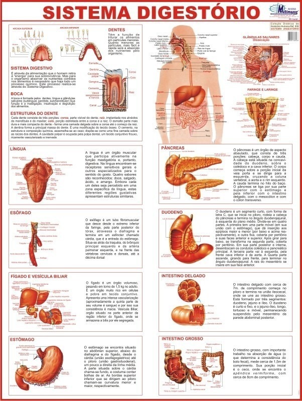 Sistema respiratorio anatomia e fisiologia humana