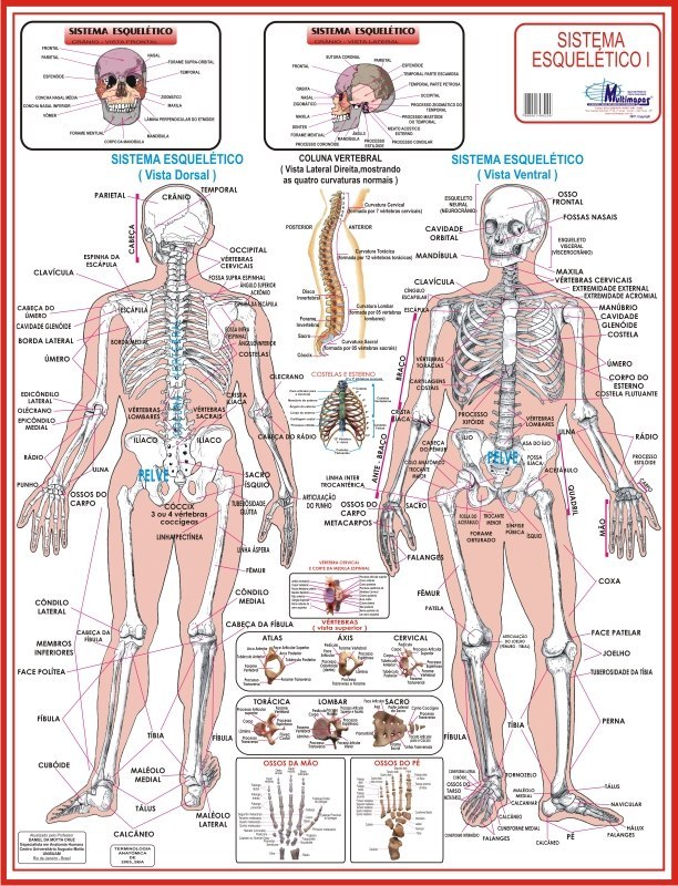 Resultado de imagem para anatomia e fisiologia