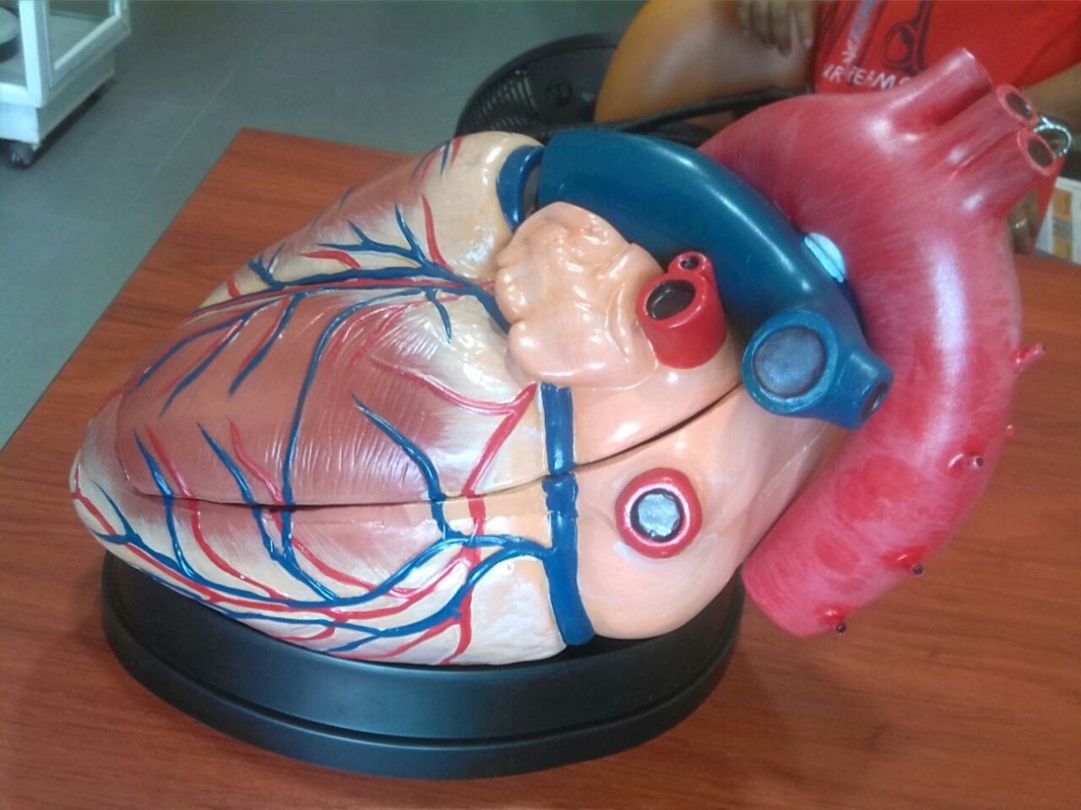 Resultado de imagen de corazÃ³n maqueta