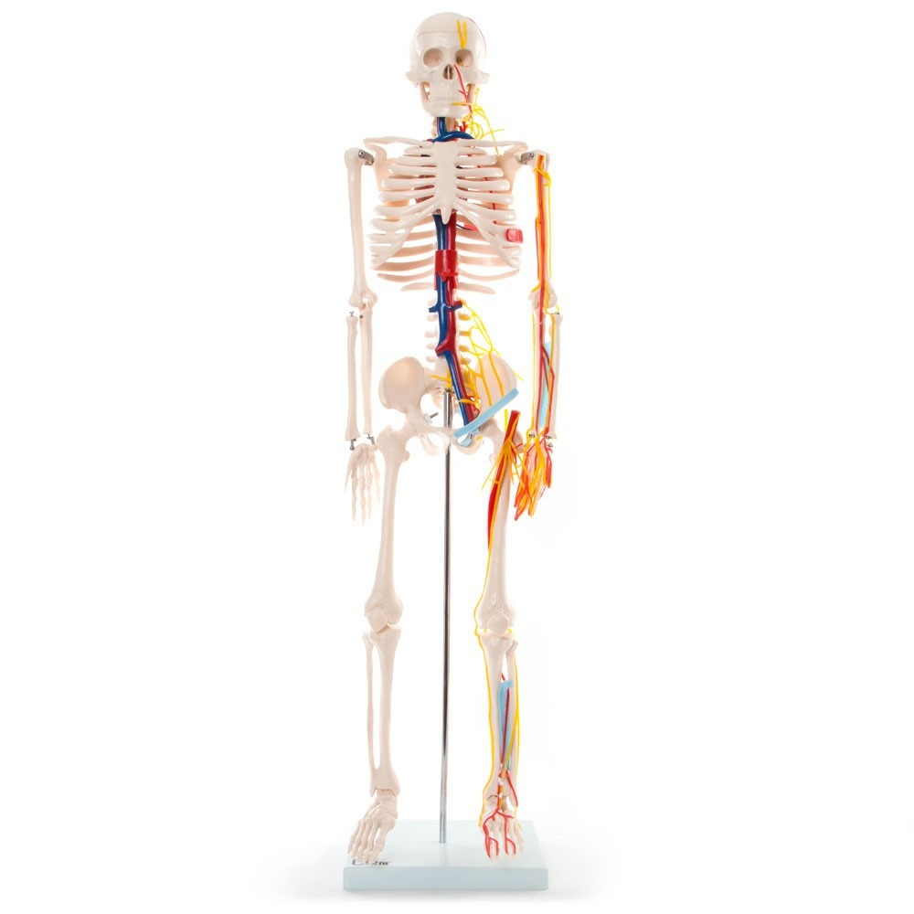 material didáctico esqueleto humano 85cm circulatorio vasos