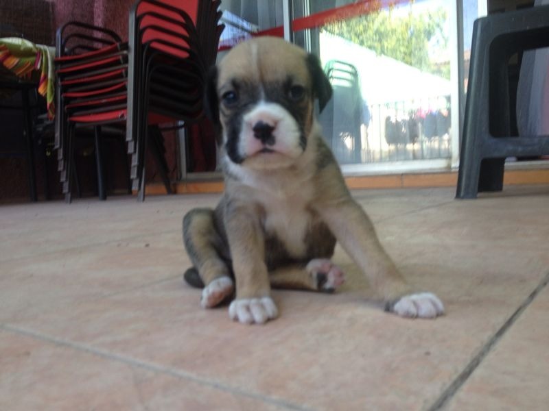 Mezcla De Boxer Y Dogo Argentino 50.000 en Mercado Libre