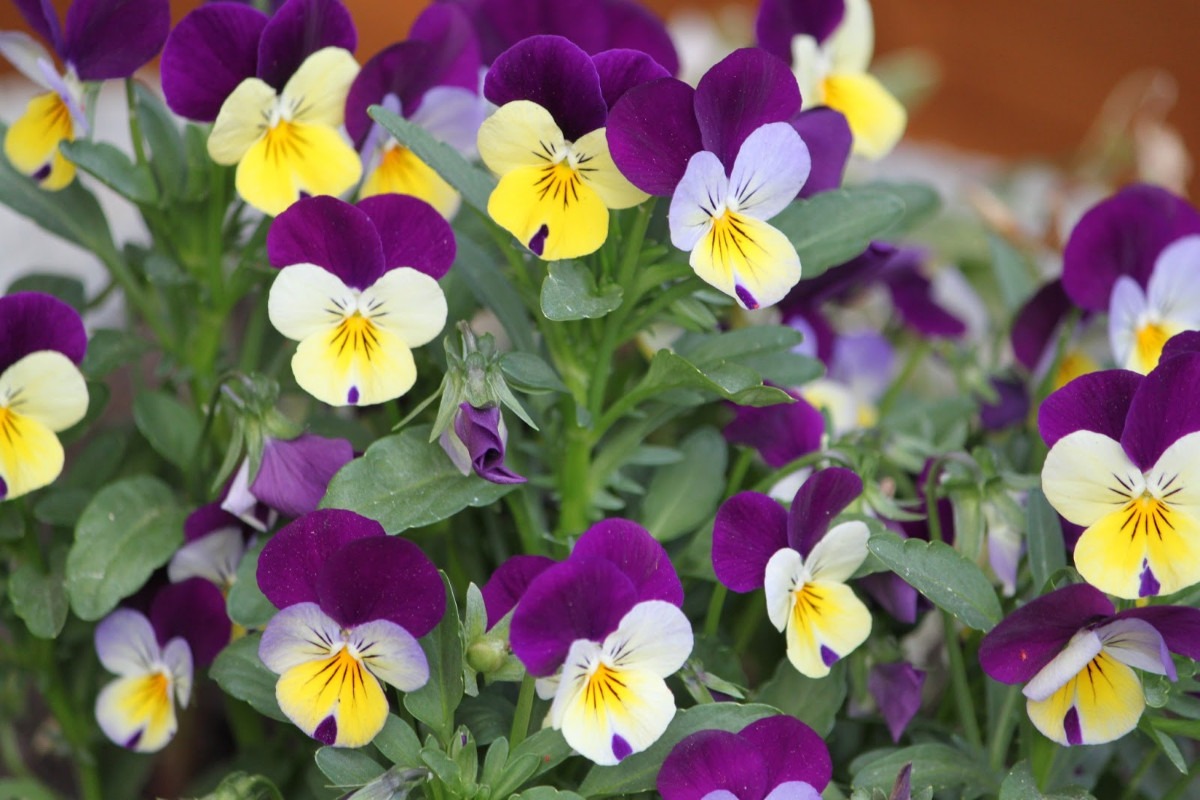 Mini Amor Perfeito Selvagem Sortido Sementes Flor Pra Mudas - R$ 14,98 em Mercado Livre