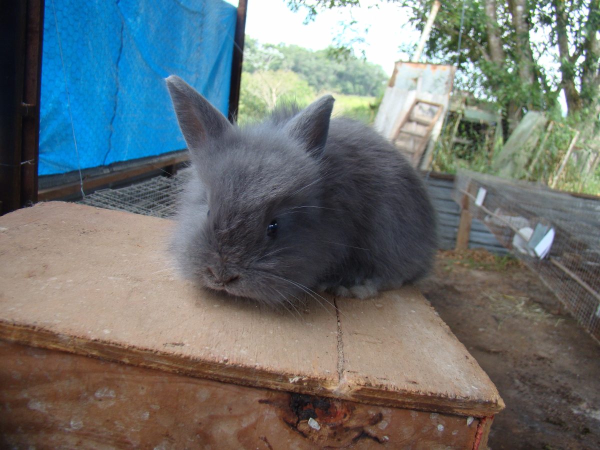 mini coelho lion fuzzy
