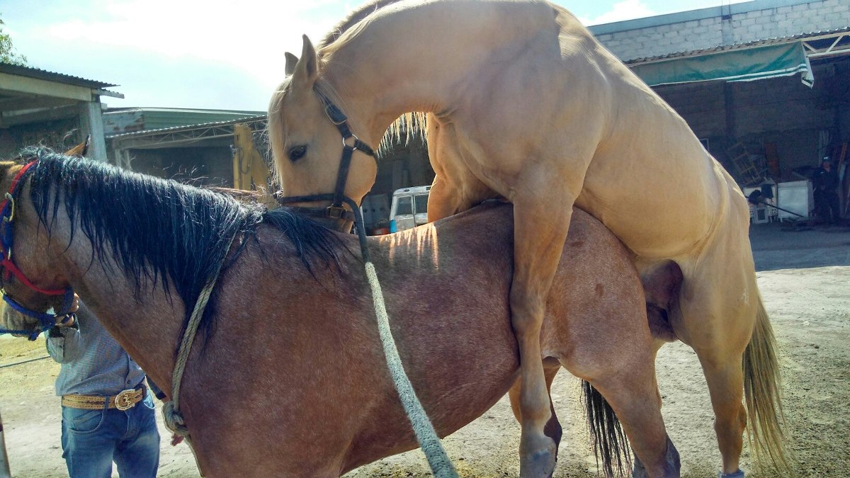 Monta Omaquilo Mi Caballo Cuarto De Milla Con Registro - $ 7,000.00 ... Monta Omaquilo Mi Caballo Cuarto De Milla Con Registro - $ 7,000.00 ...