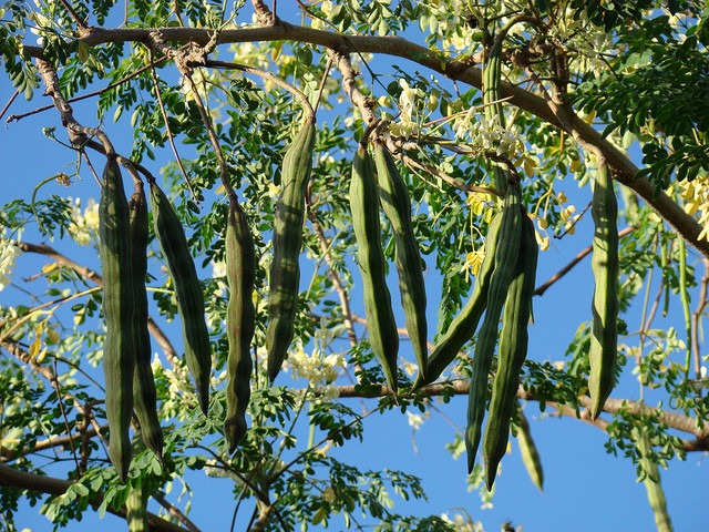 Moringa Oleifera - Sementes Frescas Para Plantio De Mudas Moringa Oleifera - Sementes Frescas Para Plantio De Mudas