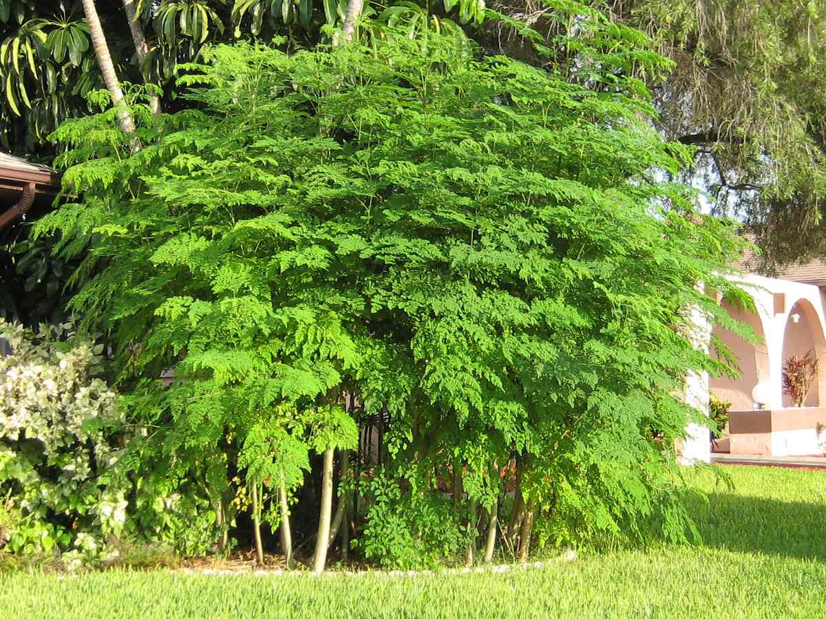 Moringa Oleifera - Sementes Frescas Para Plantio De Mudas 