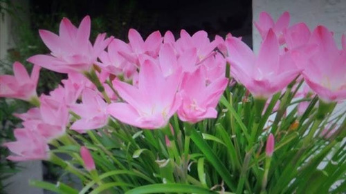 Muda Bulbo Lírio Do Vento Rosa - Zephyranthes Flor - R$ 35 Muda Bulbo Lírio Do Vento Rosa - Zephyranthes Flor - R$ 35