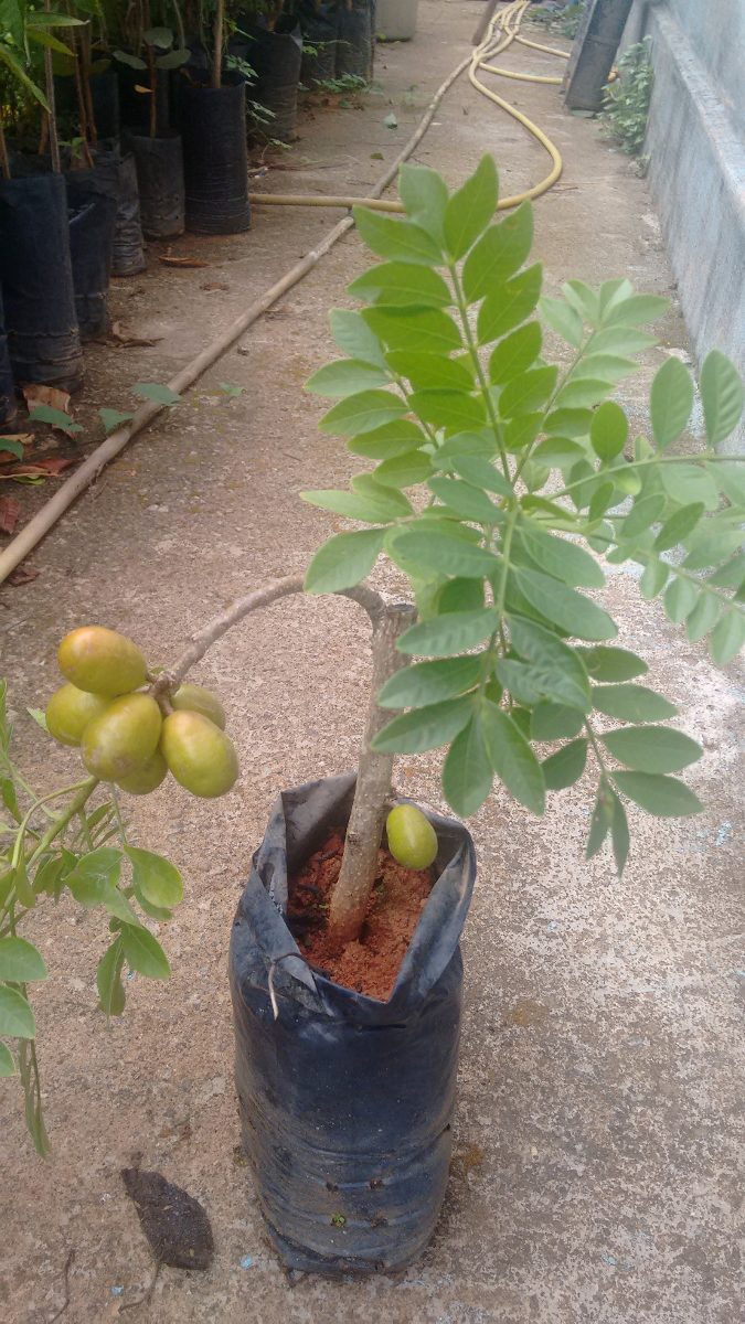  Muda Da Fruta Siriguela Produzindo R 39 90 em Mercado Livre