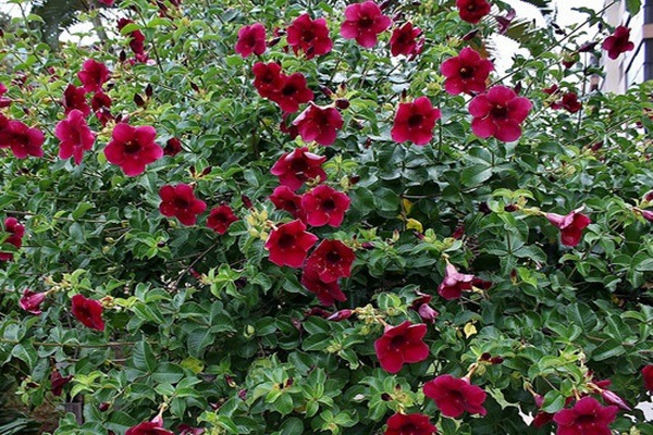Muda De Alamanda Vermelha para Vasos Jardins E Cerca 