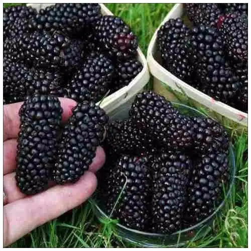 Muda De Amora Gigante Amora Gigante Produzindo Frutiferas R 33 00 Em 