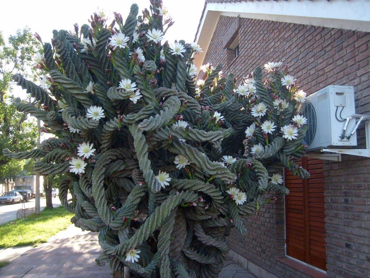 Cereus peruvianus Tortuosus