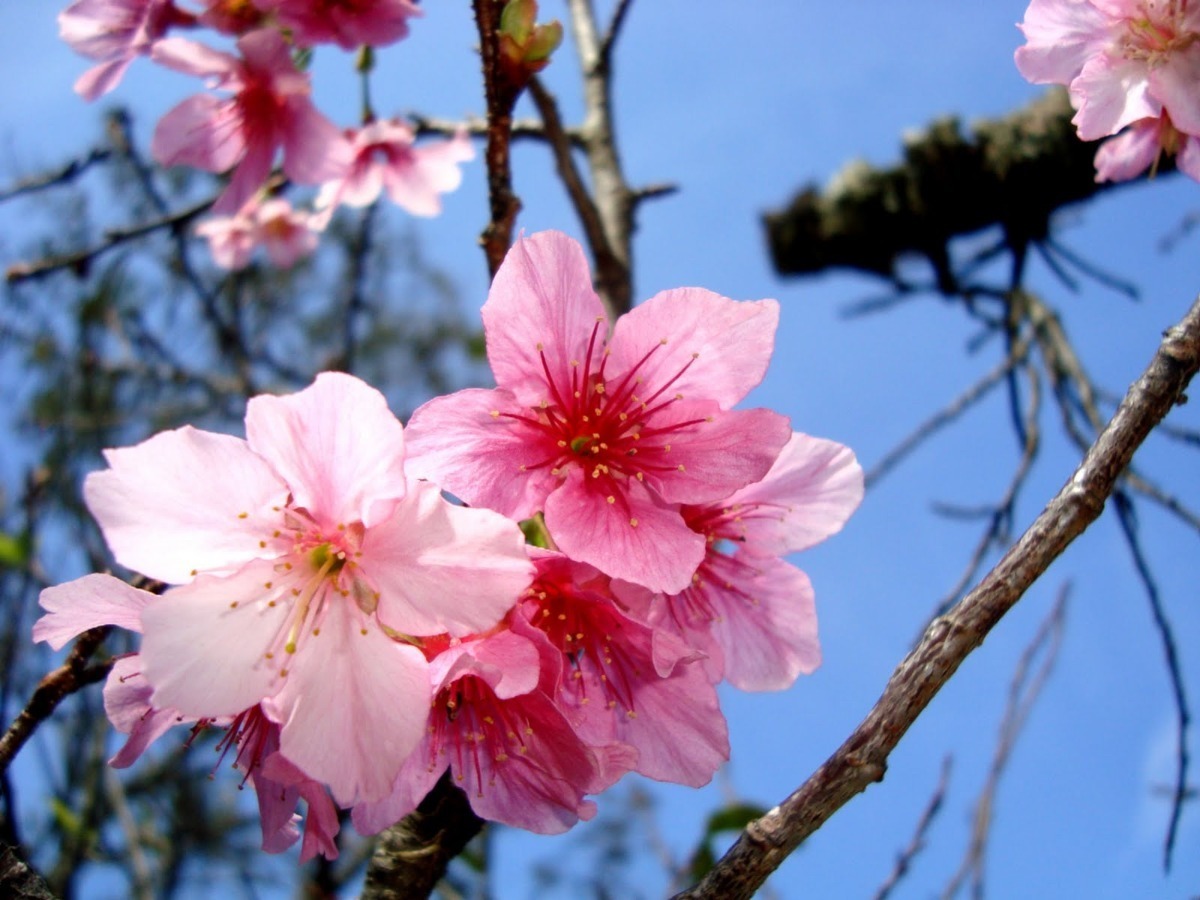 Muda De Cerejeira Japonesa Rosa Sakura Com 80 Cm + Brinde