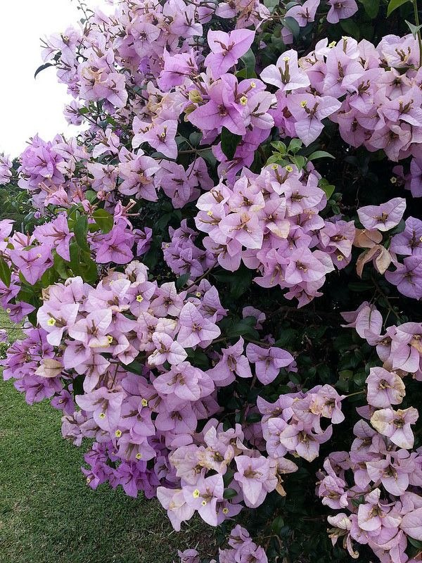 Muda Primavera Bougainvillea Lilas Atrai Beija Flor R 49 99 Em